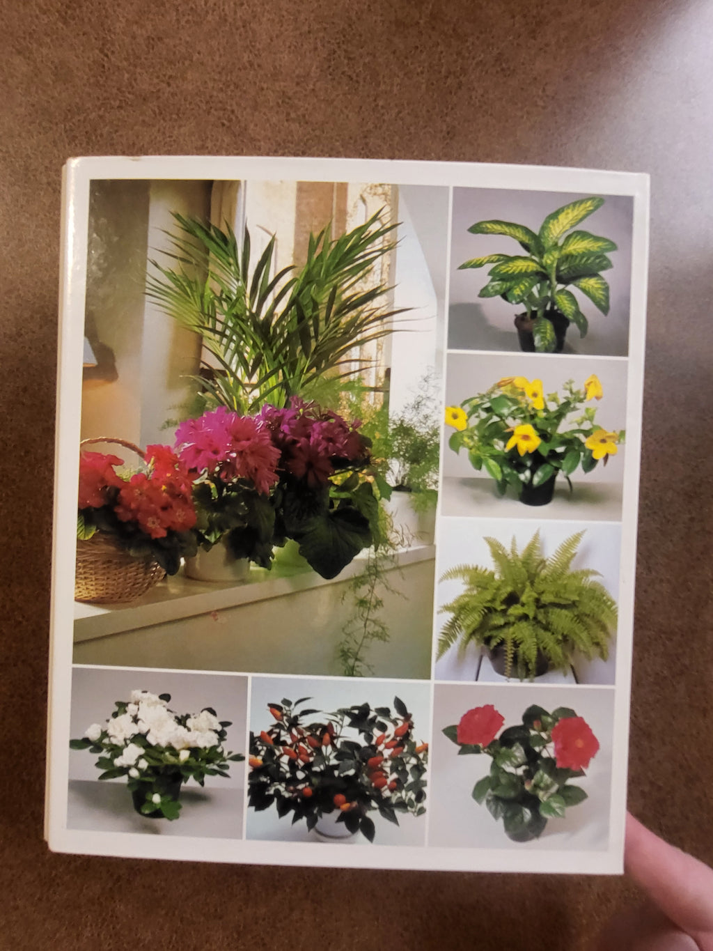 Success with Houseplants (Binder Edition)