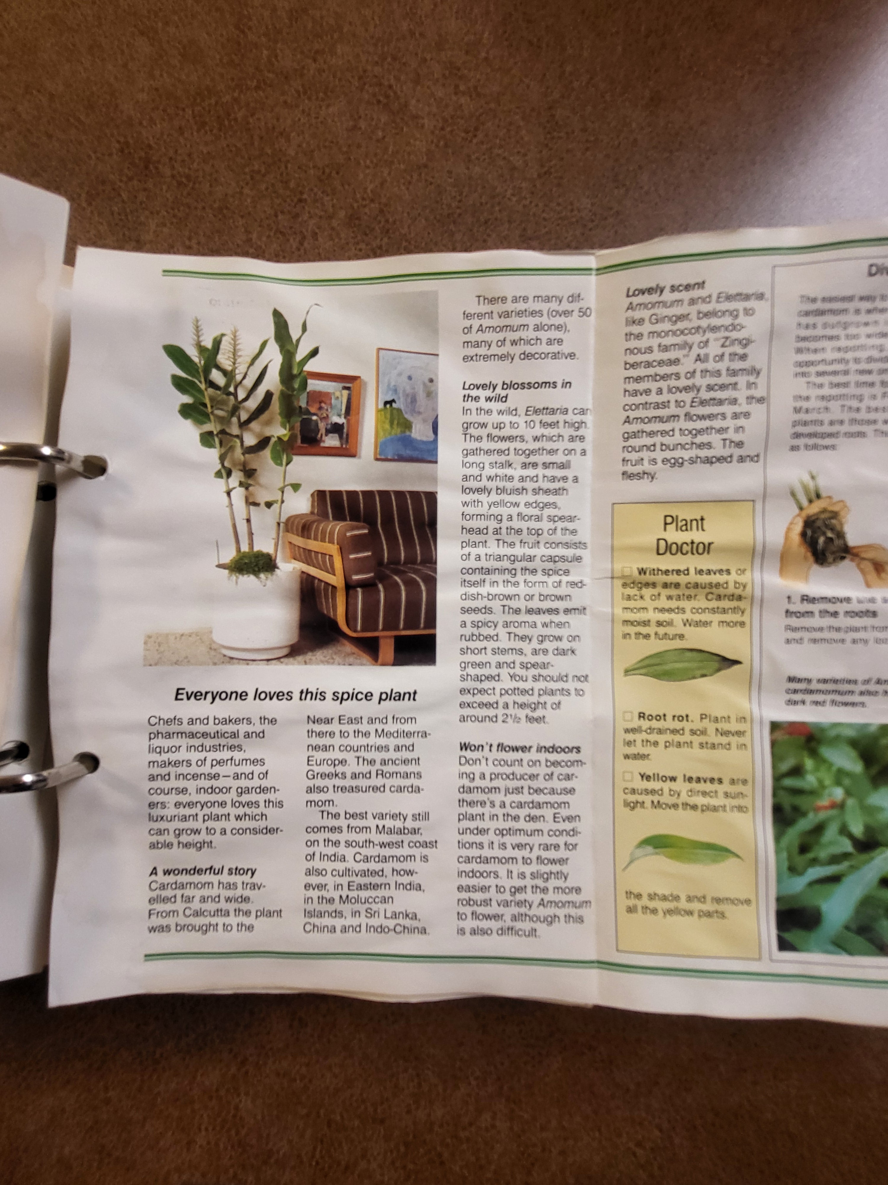 Success with Houseplants (Binder Edition)