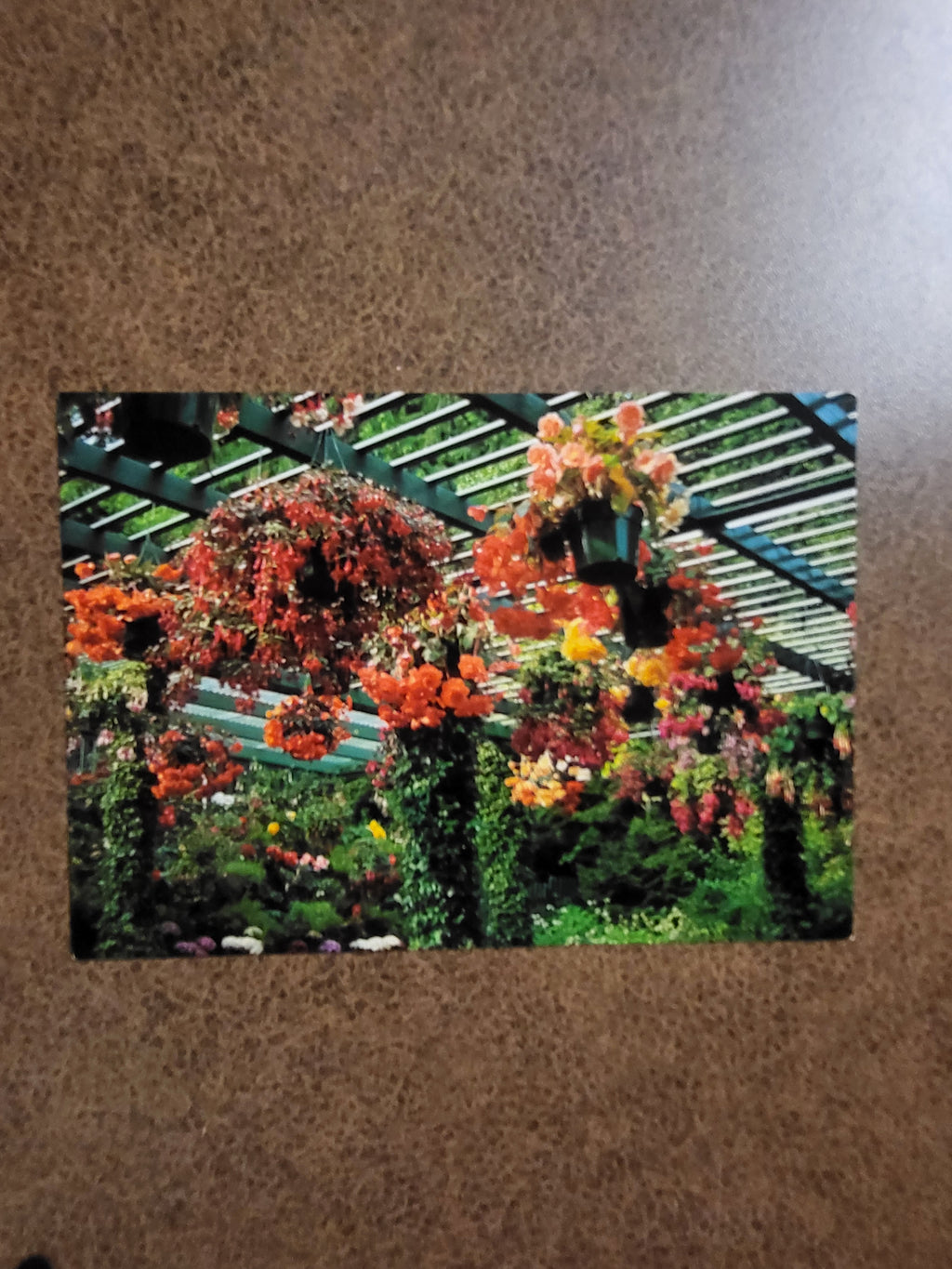 1990s Vintage Butchart Gardens Begonia House Victoria BC Canada Postcard